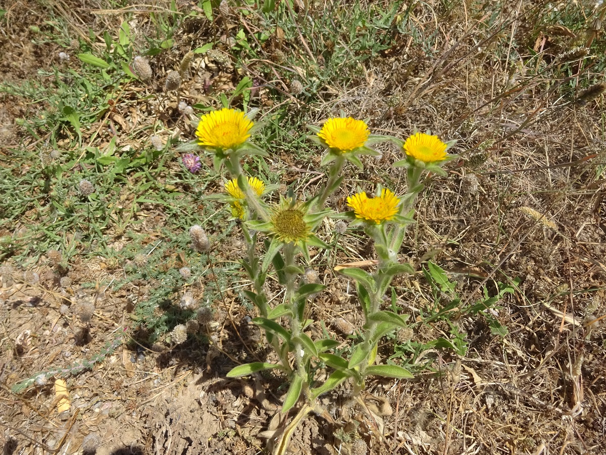 Pallenis spinosa subsp. spinosa (Asteraceae)